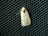 Caradrina sp.